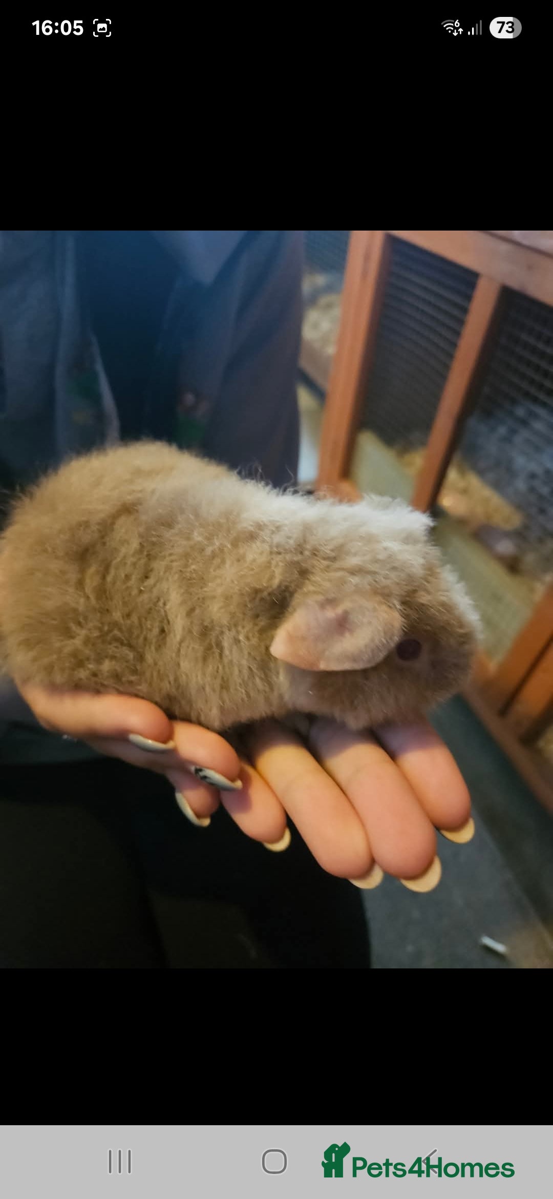 Guinea Pig rodents for sale: Mix of guinea pigs for sale  in Blackpool - Image 7