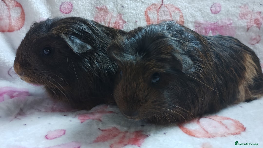 Guinea Pig rodents for sale: Two pairs of female guinea pigs price per set - Image 8
