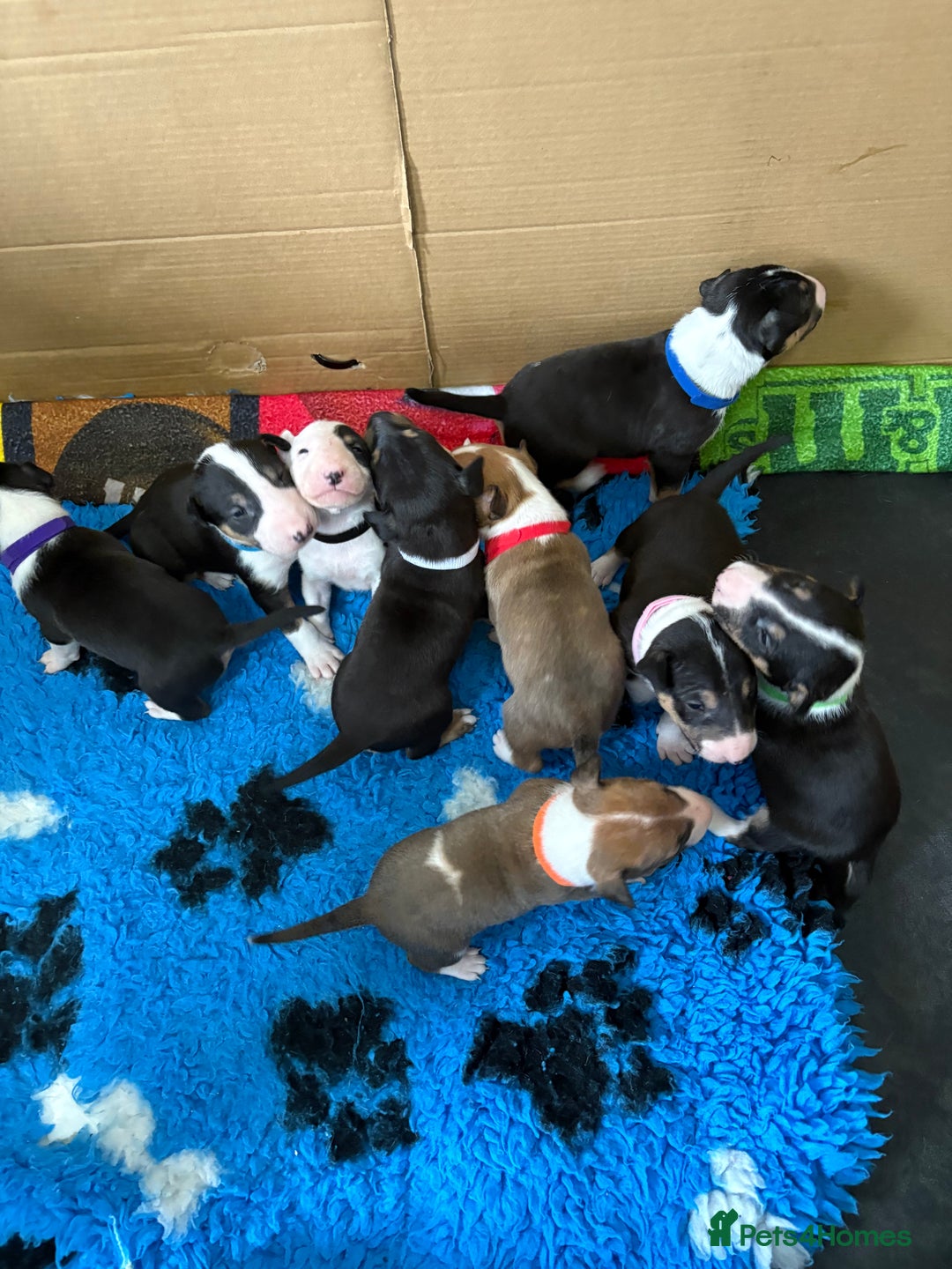 English Bull Terrier dogs for sale: English Bull Terrier puppies🐾KC Registered  - Image 18
