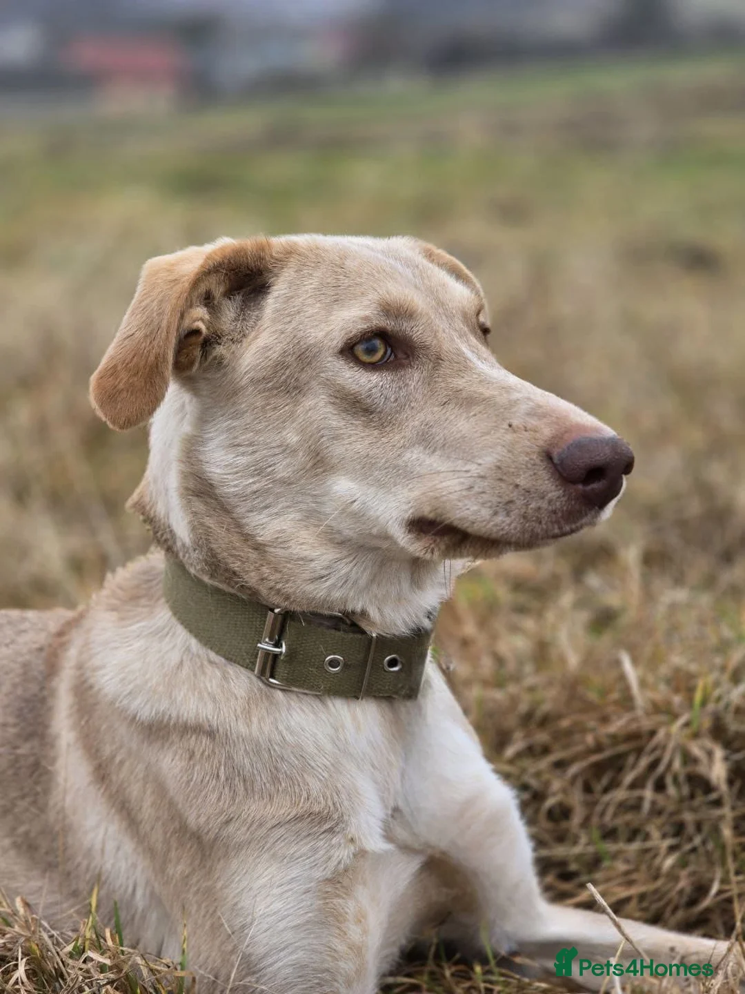 Mixed Breed dogs for adoption: URGENT: ❤️Jena❤️- amazing a 1 year old girl - Advert 9