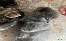 British Shorthair cats for sale: one little boy 🐱 - Image 5
