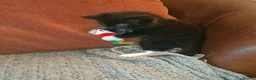 Mixed Breed cats for sale: Beautiful mixed kittens - Advert 2