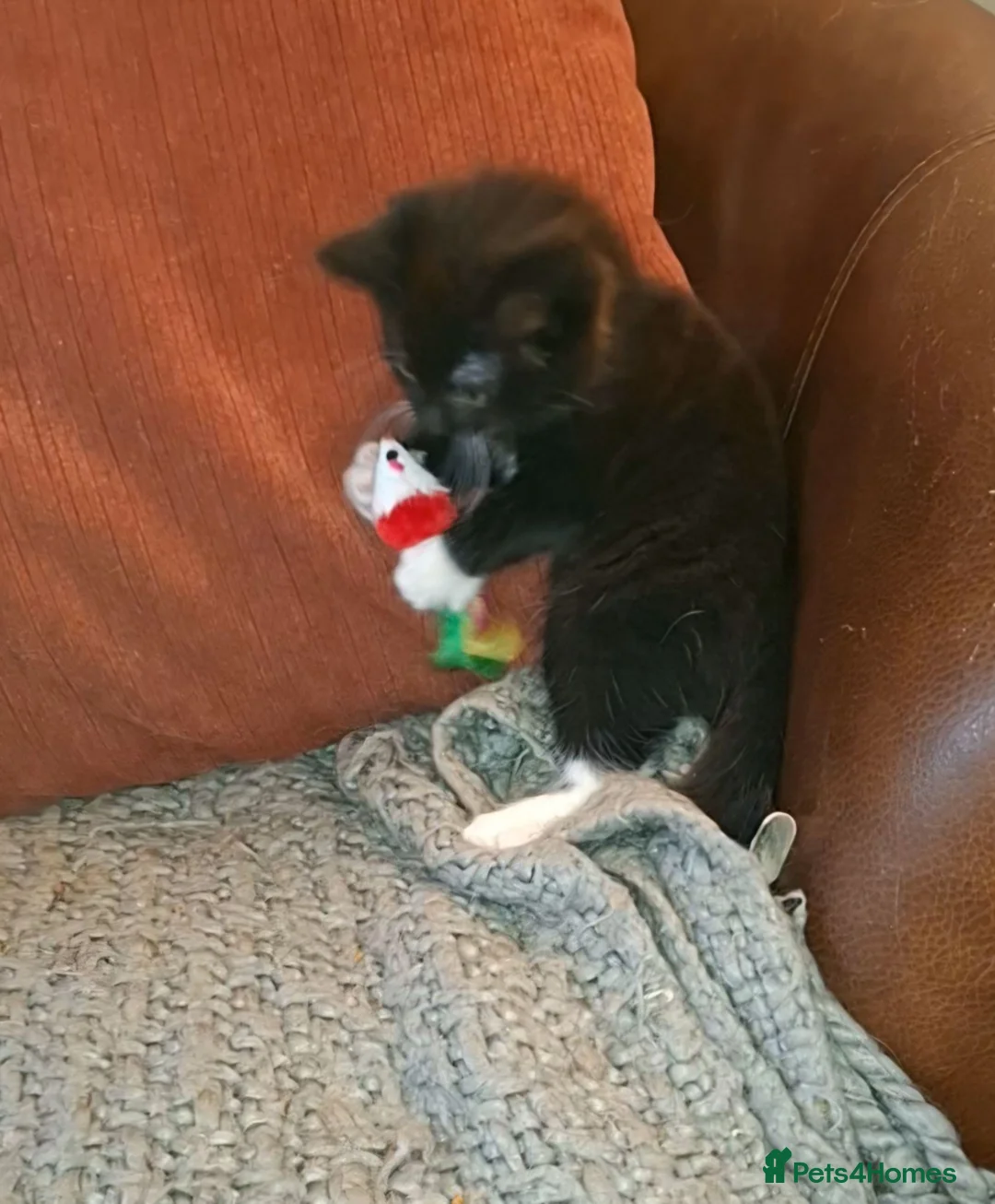 Mixed Breed cats for sale: Beautiful mixed kittens - Advert 2