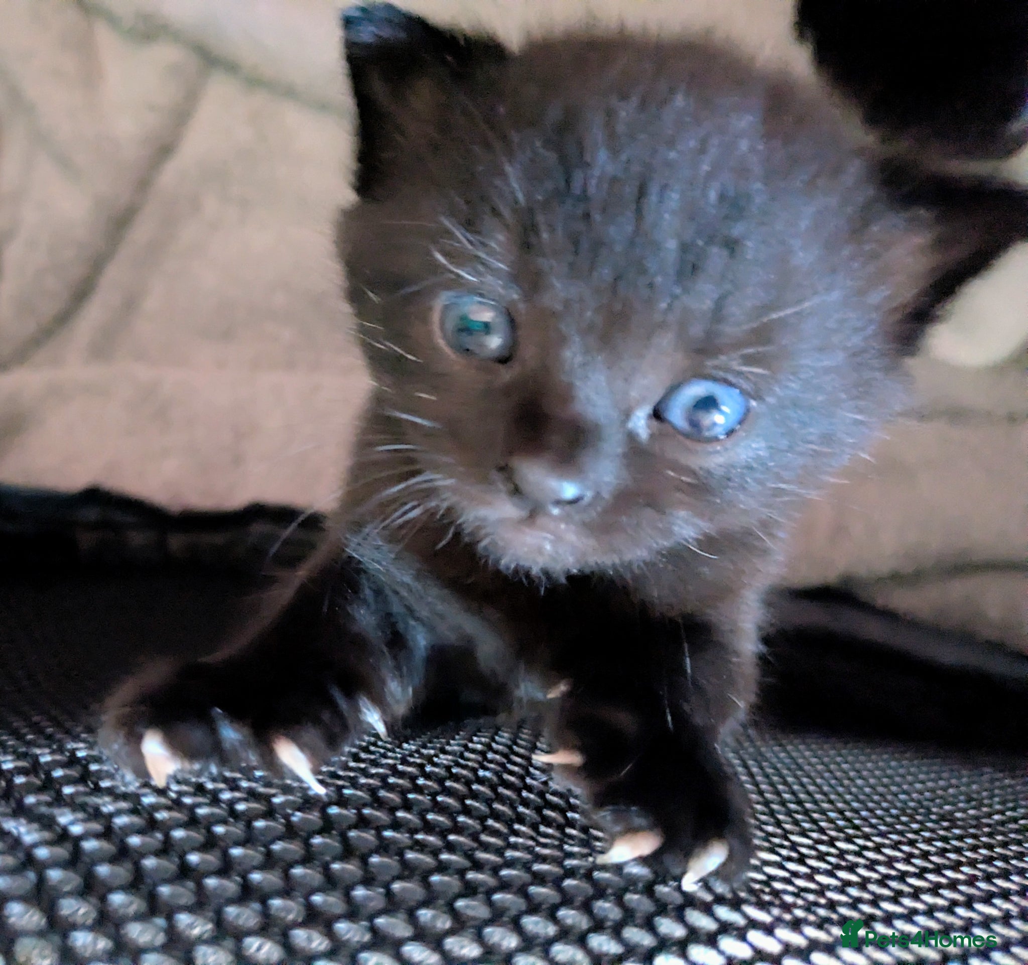 Mixed Breed cats Meet "Wednesday" - Advert 4