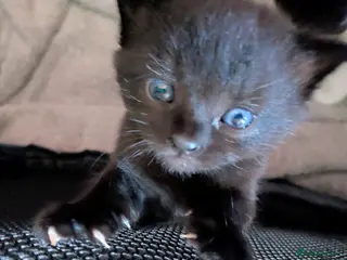 Mixed Breed cats Meet "Wednesday" - Advert 1