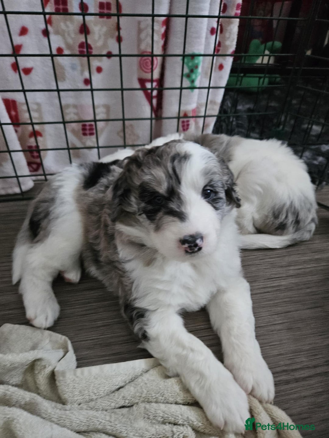 Bordoodle dogs for sale: Beautiful mixed colour bordoodles for sale  - Advert 2