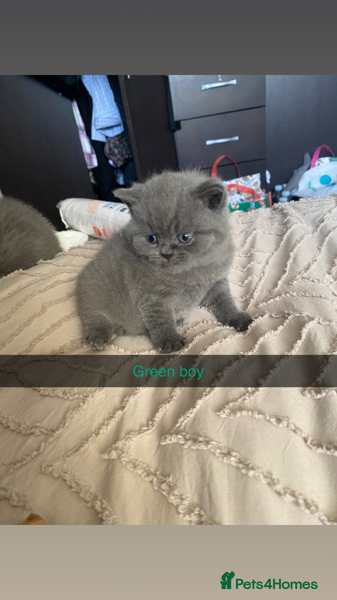 British Shorthair cats for sale: British blue shorthaired kittens  - Advert 9