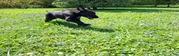 Lurcher dogs for sale: Greyhound x shepherd/collie  in Hungerford - Advert 29