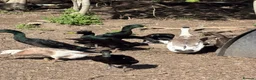 Ducks poultry for sale: Pure Black Male Indian Runners - Advert 4