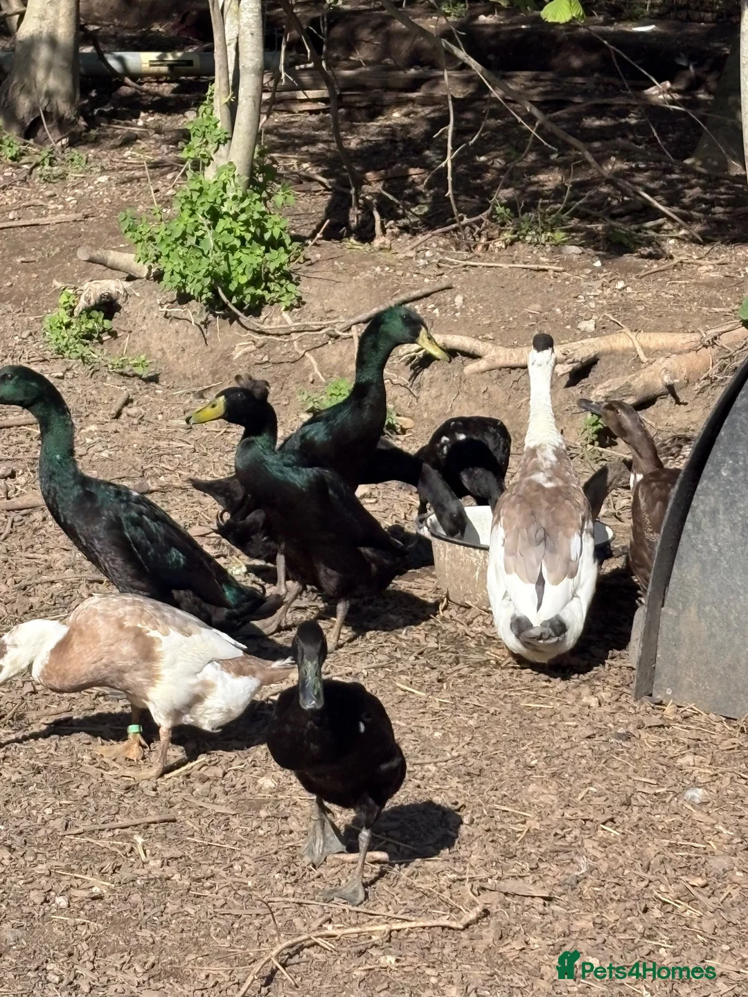 Ducks poultry for sale: Pure Black Male Indian Runners - Advert 4