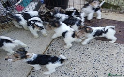 Fox Terrier dogs for sale: KC Reg Wire Fox Terrier Puppies READY NOW - Image 17