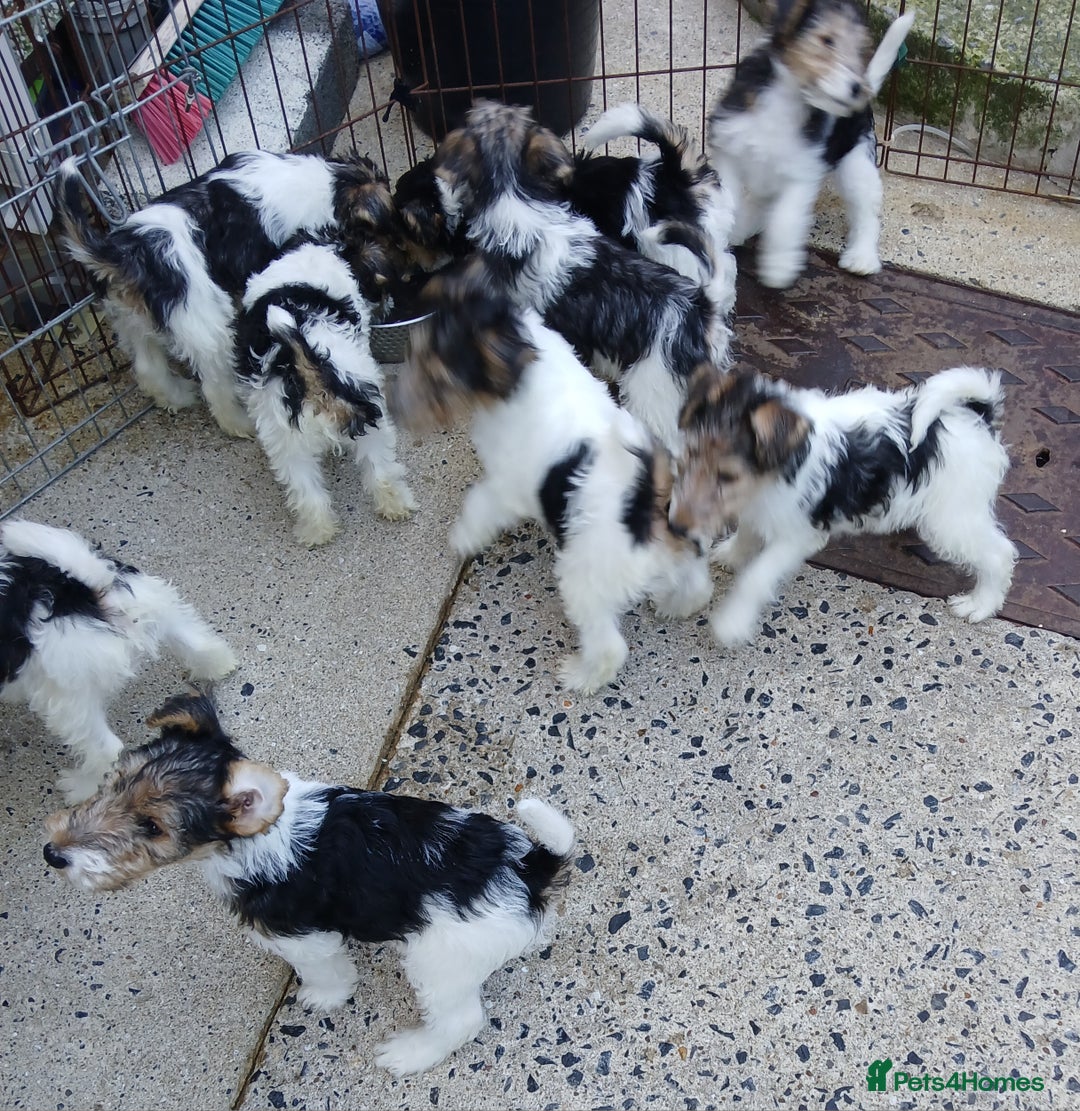 Fox Terrier dogs for sale: KC Reg Wire Fox Terrier Puppies READY NOW - Image 17