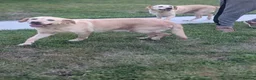 Labrador Retriever dogs for sale: Dolly&Patsy❤️ KC Reg Labs Looking for Forever Home - Advert 4
