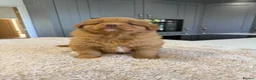 Nova Scotia Duck Tolling Retriever dogs for sale: Chunky adorable Nova Scotia puppies  - Advert 12