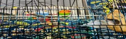 Lovebirds birds for sale: 2 bonded love birds and cage  - Advert 2