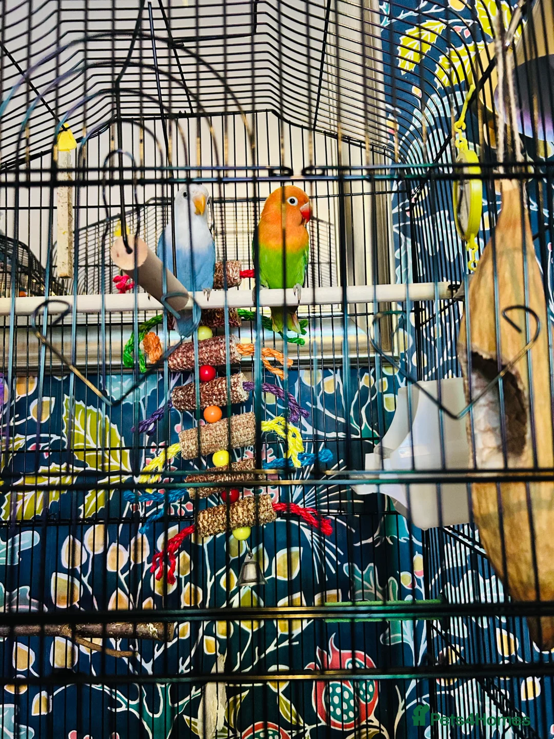 Lovebirds birds for sale: 2 bonded love birds and cage  - Advert 2