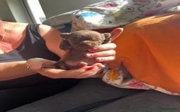 Chihuahua dogs for sale: Rare chocolate chihuahua puppies - Image 10