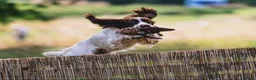 English Springer Spaniel dogs for sale: KC Registered English Springer Spaniel Puppies - Advert 21