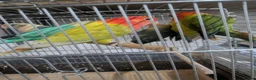 Lovebirds birds for sale: Hand Tamed Baby Love Birds🦜 in Ruislip - Advert 12