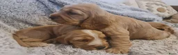 Cocker Spaniel dogs for sale: 3 golden Cocker Spaniels  - Advert 7