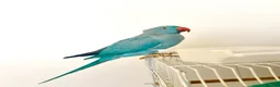 Ringnecks birds for sale: Beautiful Blue Indian Ringneck  - Advert 1