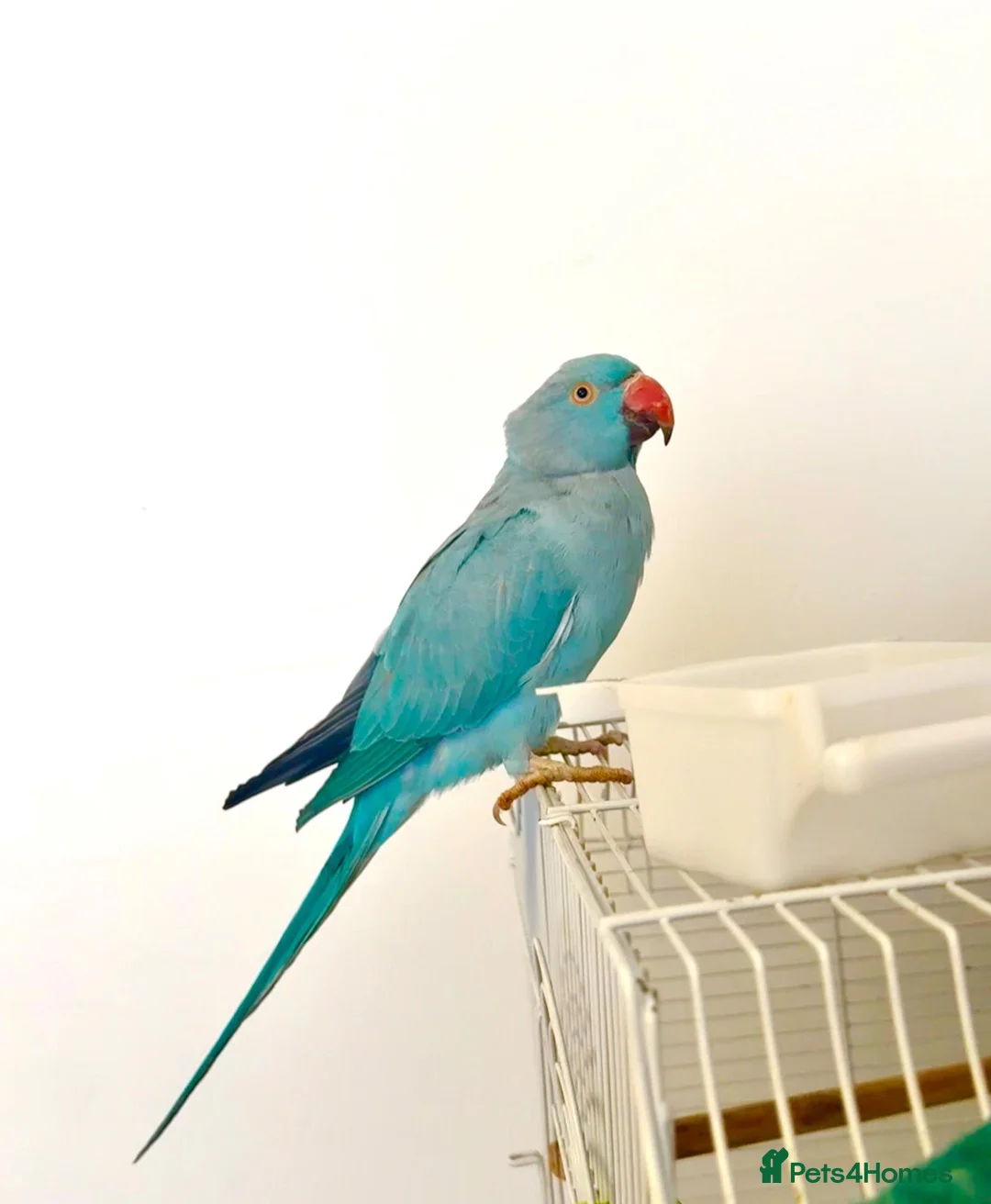 Ringnecks birds for sale: Beautiful Blue Indian Ringneck  - Advert 1