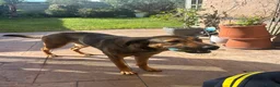 Mixed Breed dogs for sale: Belgian malinois shepherd  in Burton-on-Trent - Advert 3
