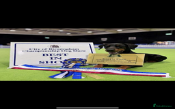 Dobermann dogs for sale: *Stunning Top/Best Bloodline Dobermanns For Sale* - Image 27