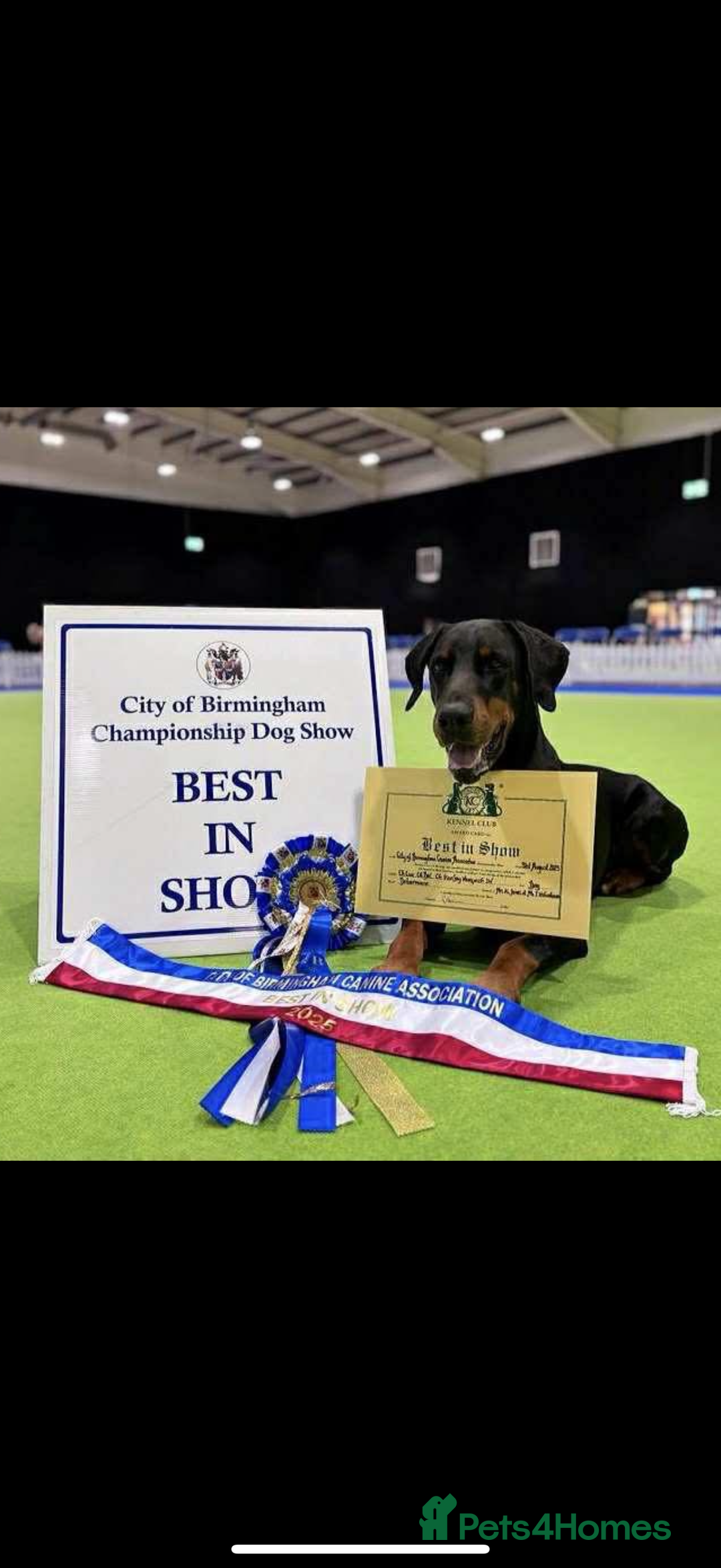 Dobermann dogs for sale: *Stunning Top/Best Bloodline Dobermanns For Sale* - Image 27