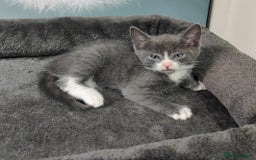 British Shorthair cats for sale: 6 beautiful kittens £60 - Image 1
