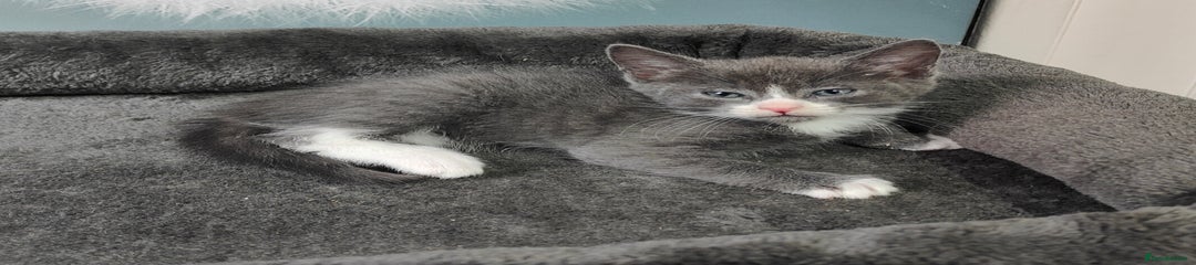 British Shorthair Kitten 4