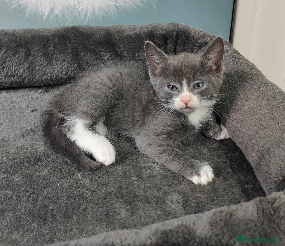 British Shorthair cats for sale: 6 beautiful kittens £60 - Image 1