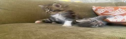 Maine Coon cats for sale: 3 Gorgeous Maine Coon x kittens - Advert 4