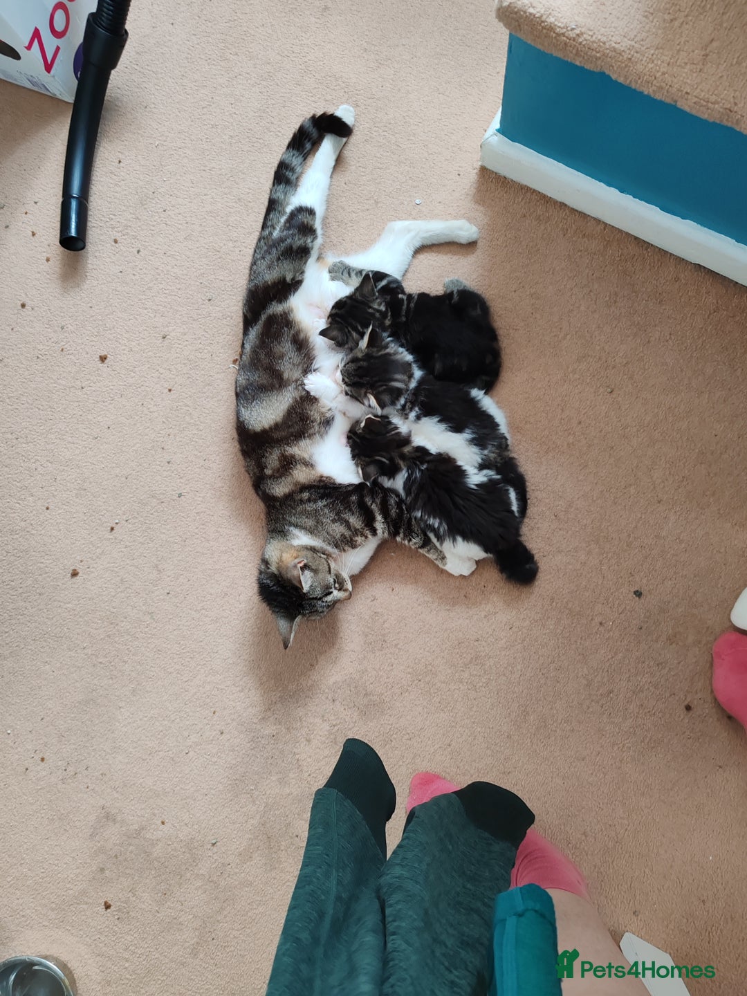 Mixed Breed cats for sale: Lovely kitten's  - Image 1