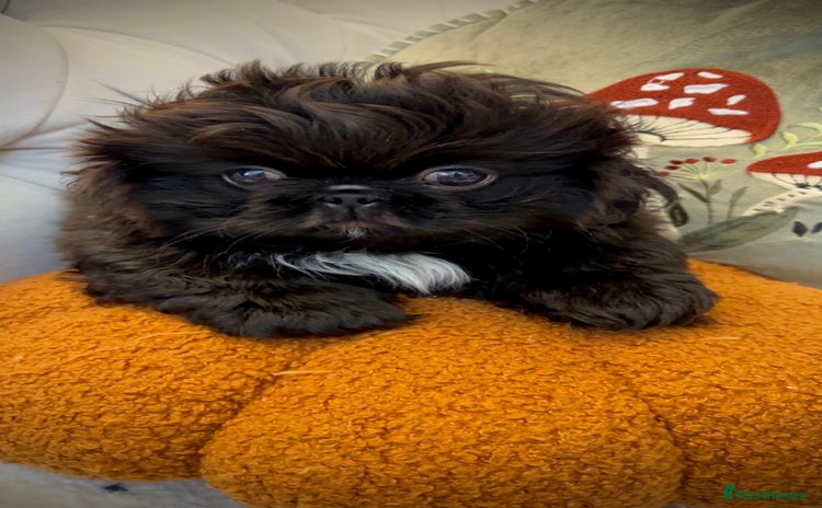 Pekingese dogs - Advert 1