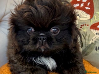 Pekingese dogs - Advert 1