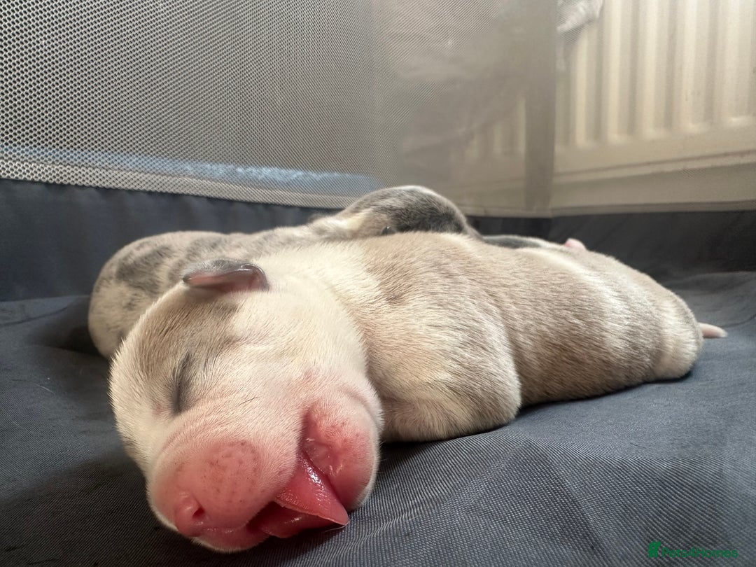 Mixed Breed dogs for sale: American bull staff puppies  - Image 12