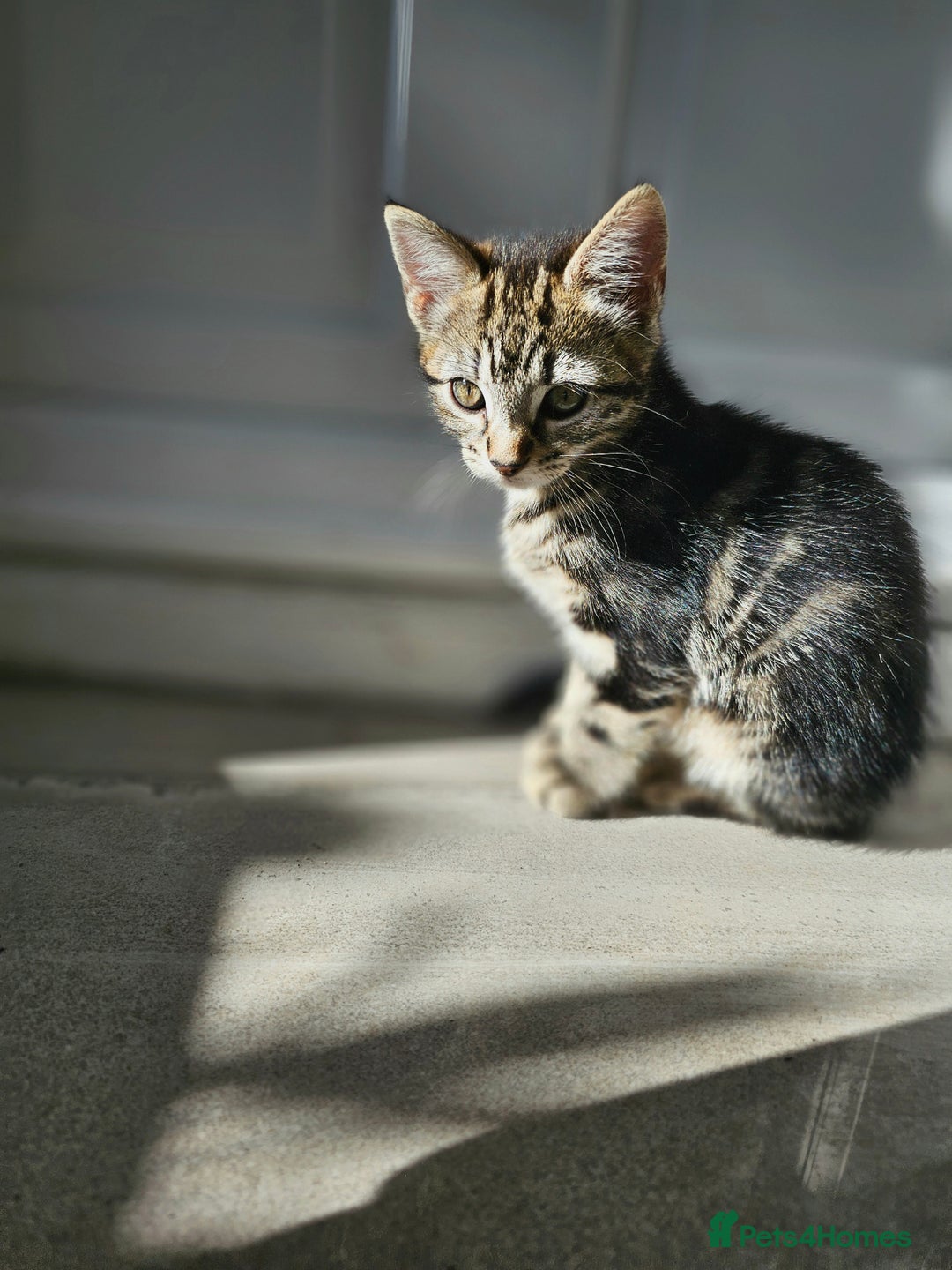 Mixed Breed cats for sale: 3 Beautiful kittens looking for home - Image 5