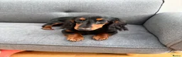 Miniature Dachshund dogs for sale: Long haired miniature dachshund🐾 in Llanelli - Advert 3