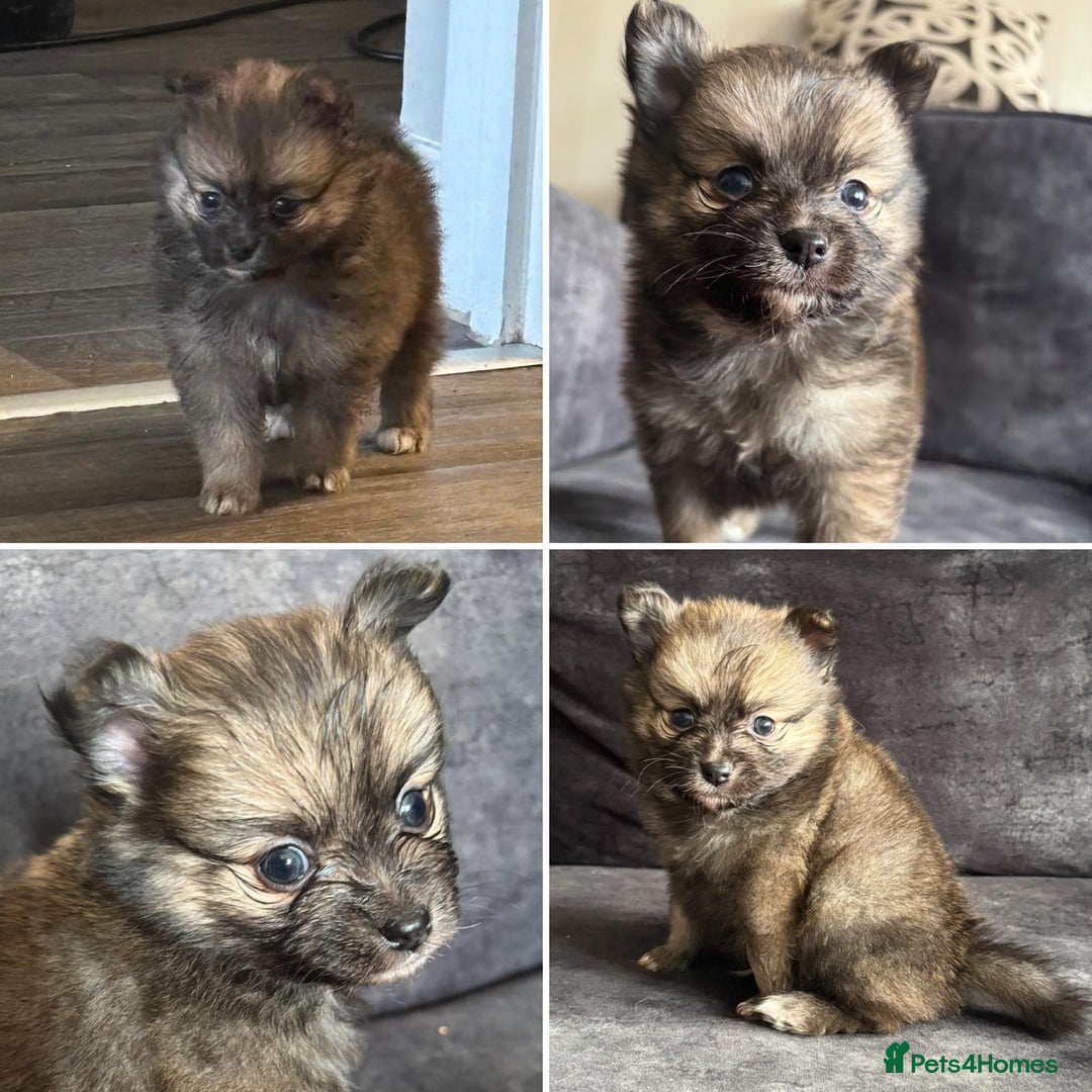 Pomchi dogs for sale: Ready to go 16/07/25  OPEN TO OFFERS - Image 5