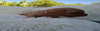 Clementine Labrador Retriever Puppy 7
