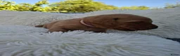 Labrador Retriever dogs for sale: Gorgeous Fox Red Labrador Puppies. - Advert 15