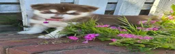 Siberian Husky dogs for sale: 🐾 Siberian Husky Puppies 🐾 - Advert 13