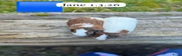 Guinea Pig rodents for sale: Gorgeous baby and young guinea pigs. Sheffield. - Advert 8