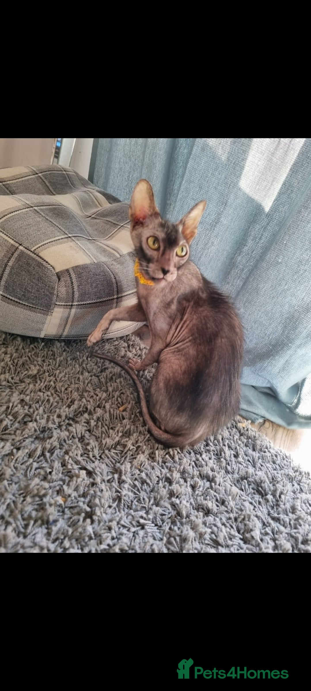 Lykoi cats for sale: Lykoi British short-haired kittens - Advert 3