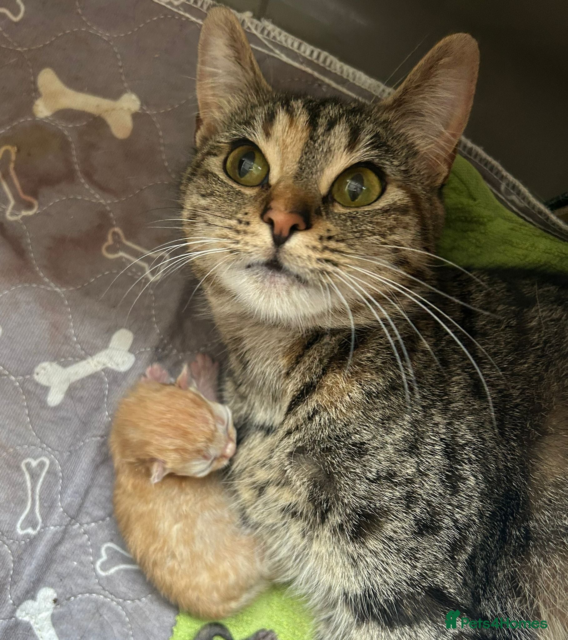 Mixed Breed cats for sale: Kittens half bengal - Advert 1