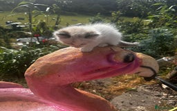 Ragdoll cats for sale: Ragdollhad the best start  - Image 7