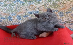 British Shorthair cats for sale: 100% Pedigree British Shorthair Kittens - Image 11