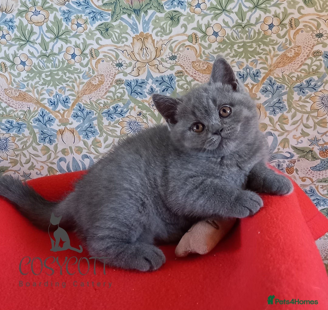 British Shorthair cats for sale: 100% Pedigree British Shorthair Kittens - Image 11