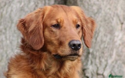 Golden Retriever dogs for sale: Perfect Golden Retriever Puppies - Advert 12